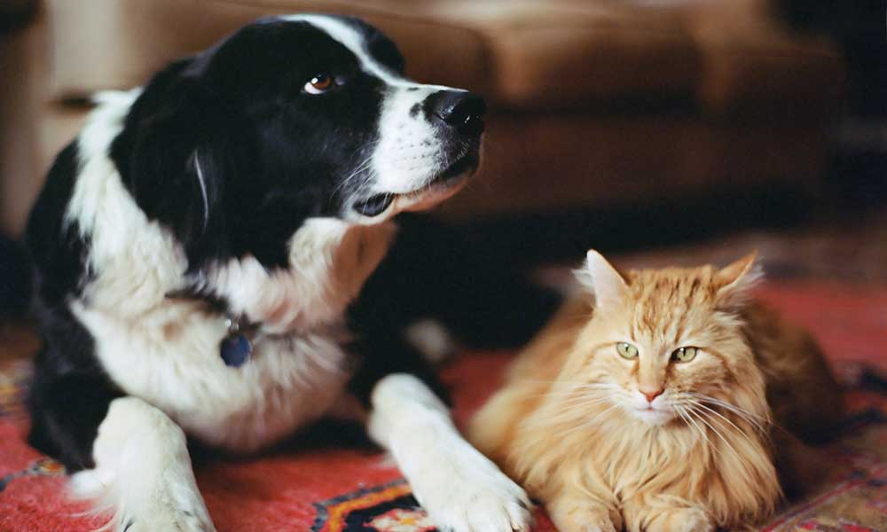 Sheepdog and long haired tabby cat on rug