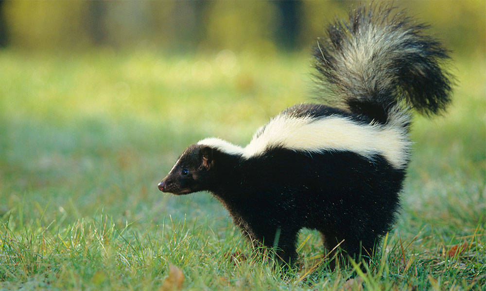 picture of a skunk, a cat-size American mammal of the weasel family, with distinctive black-and-white striped fur